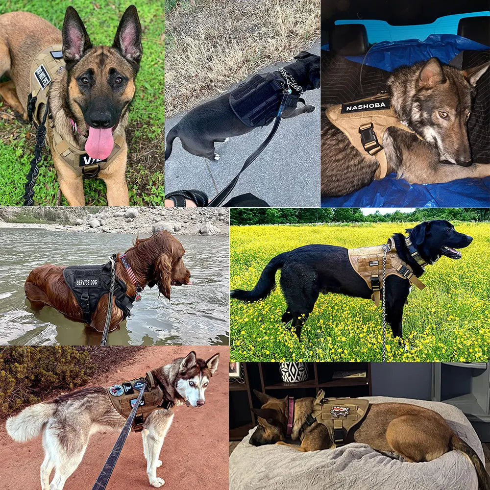 Large Dog Harness and Leash Set for Training and Walking